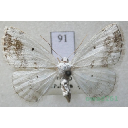 Lomographa temerata (Denis & Schiffermüller, 1775) Czech91